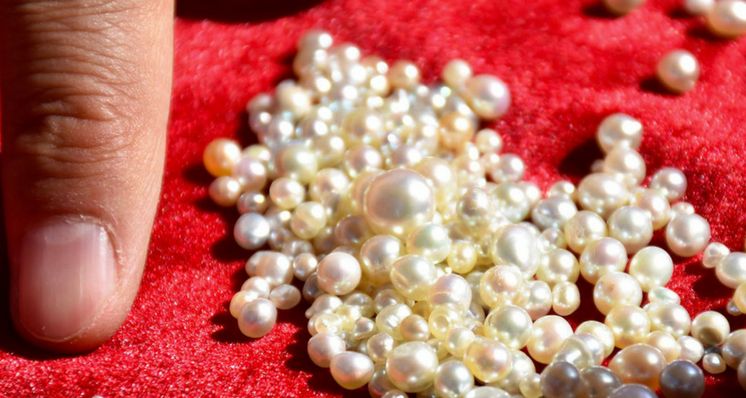 Pearls – A Magnificent Discovery