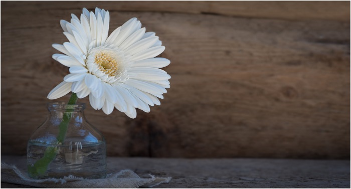 Arrange Gerbera Flowers